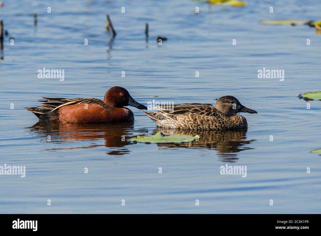 Cinnamon teal (Anas cyanoptera), Anahuac National Wildlife Refuge, Texas, Stati Uniti Foto Stock