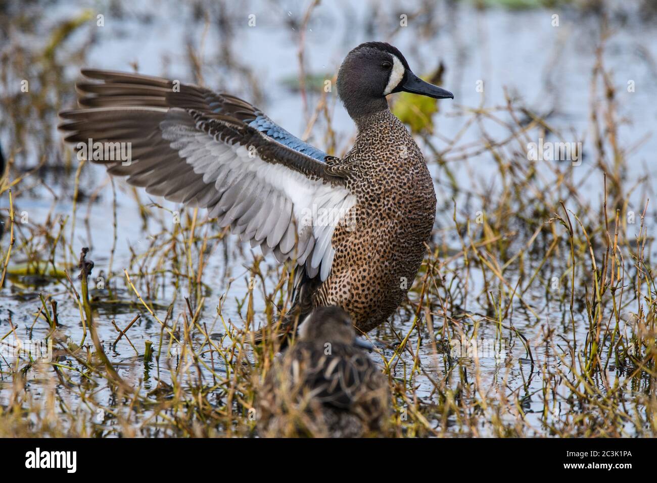 Blue-alinged teal (Anas Discors), Anahuac National Wildlife Refuge, Texas, USA Foto Stock