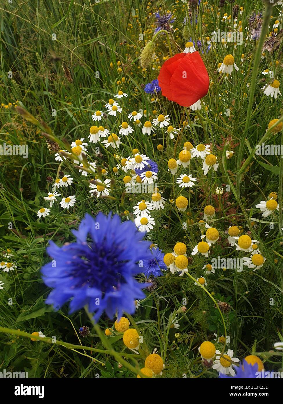 Camomilla, cornflower e papavero rosso Foto Stock