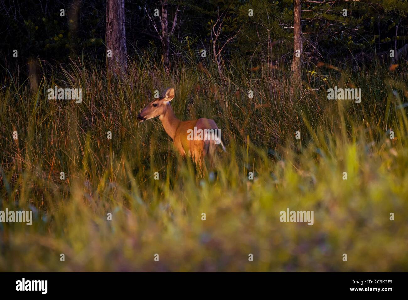 Cervi nella riserva naturale della Florida del Sud Foto Stock