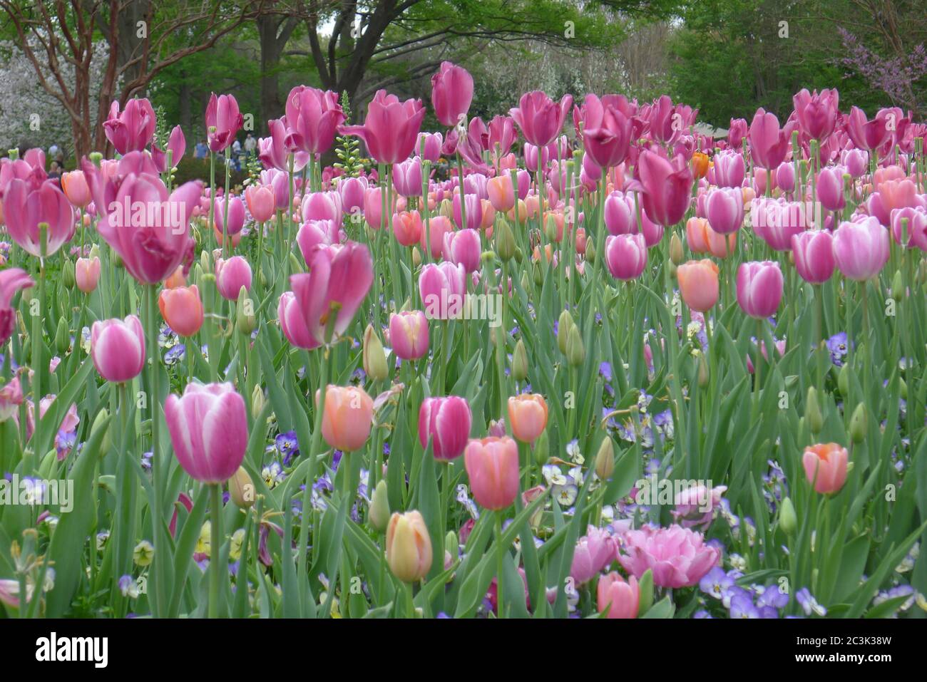 Tulipani viola e arancione e Viola nell'Arboreto e nel Giardino Botanico di Dallas Foto Stock