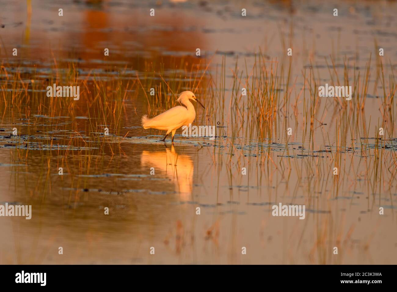 Garza innevata (Egretta thula) Caccia in una palude, St. Marks National Wildlife Refuge, Florida, USA Foto Stock