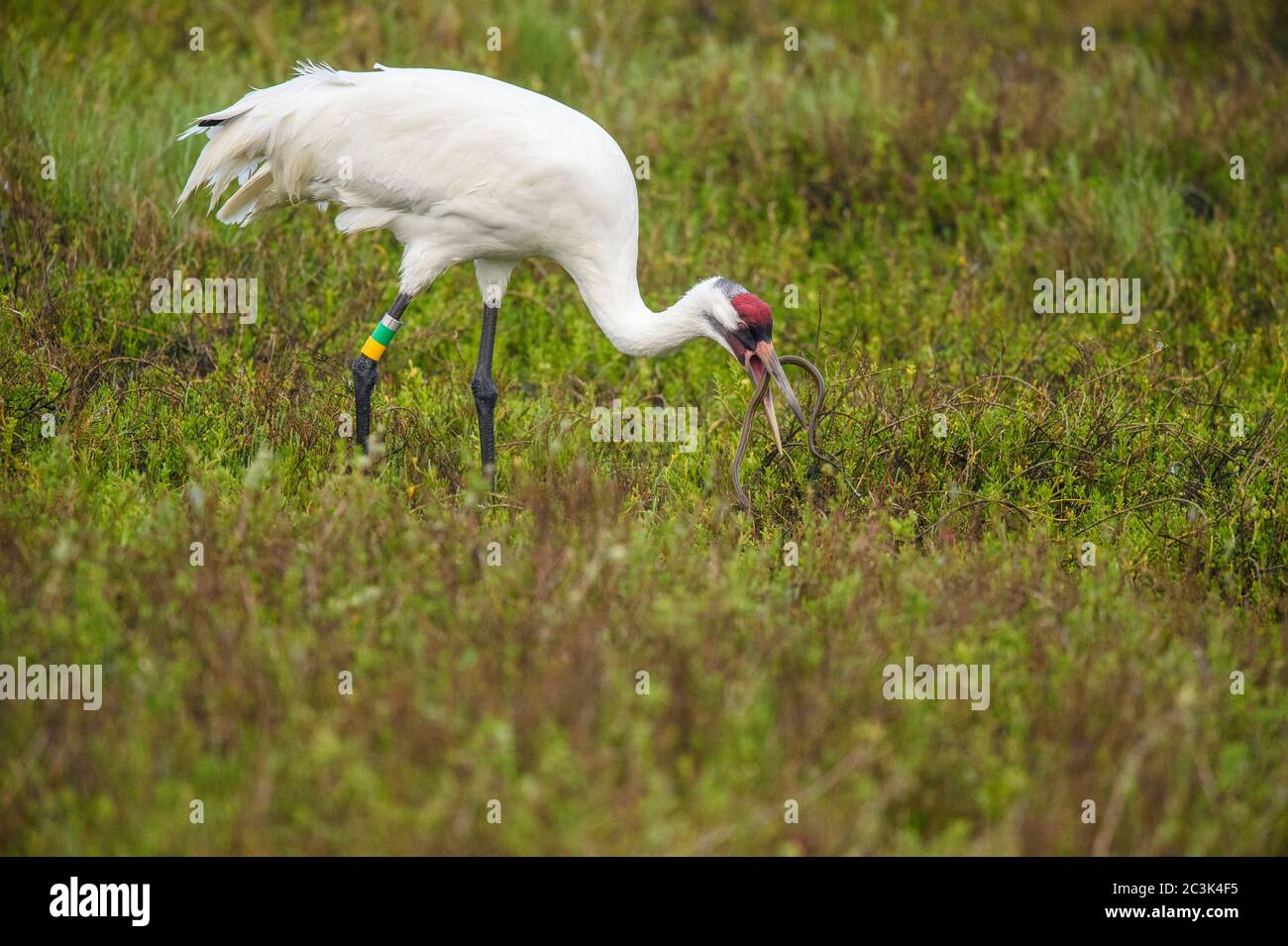 Gru di whooping (Grus americana) che mangia un serpente che ha catturato, Aransas National Wildlife Refuge, Texas, Stati Uniti Foto Stock
