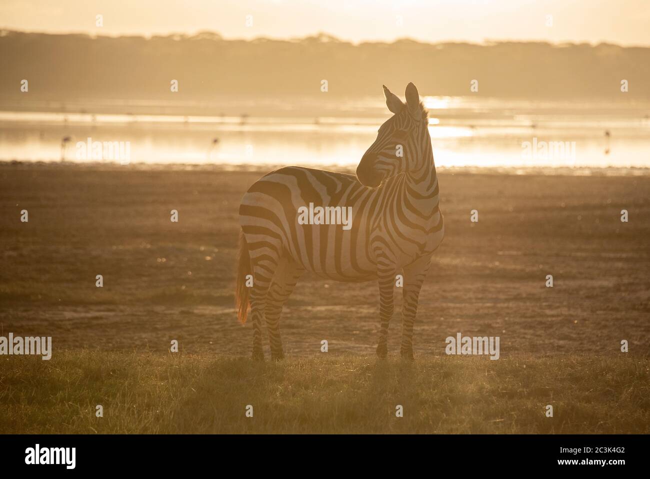 Zebra nel bagliore dorato al lago di Ndutu, Tanzania, Africa. Foto Stock