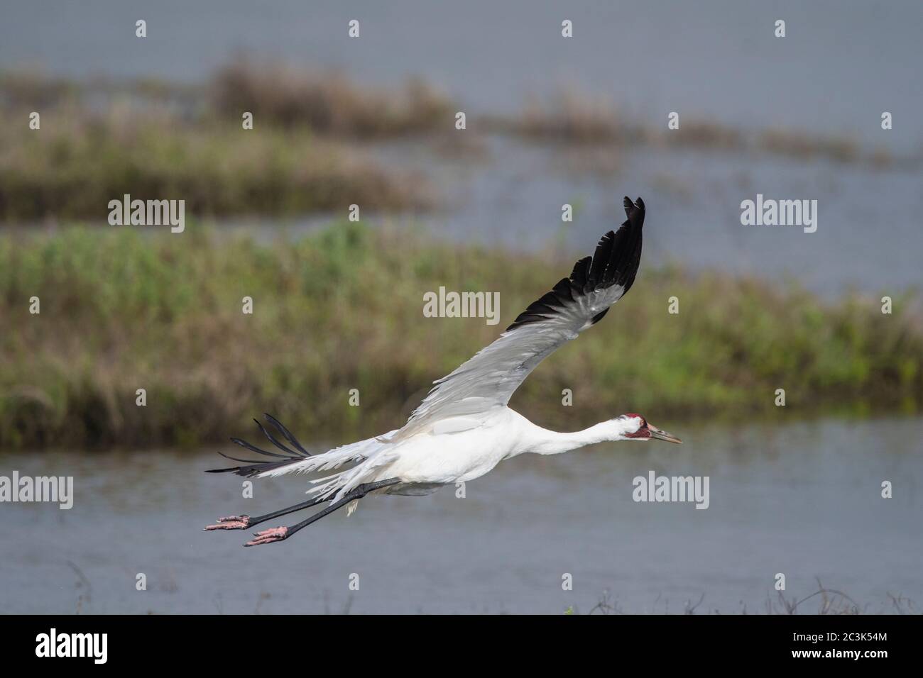 Gru a rogo (Grus americana) in volo sull'habitat invernale, Aransas National Wildlife Refuge, Texas, USA Foto Stock