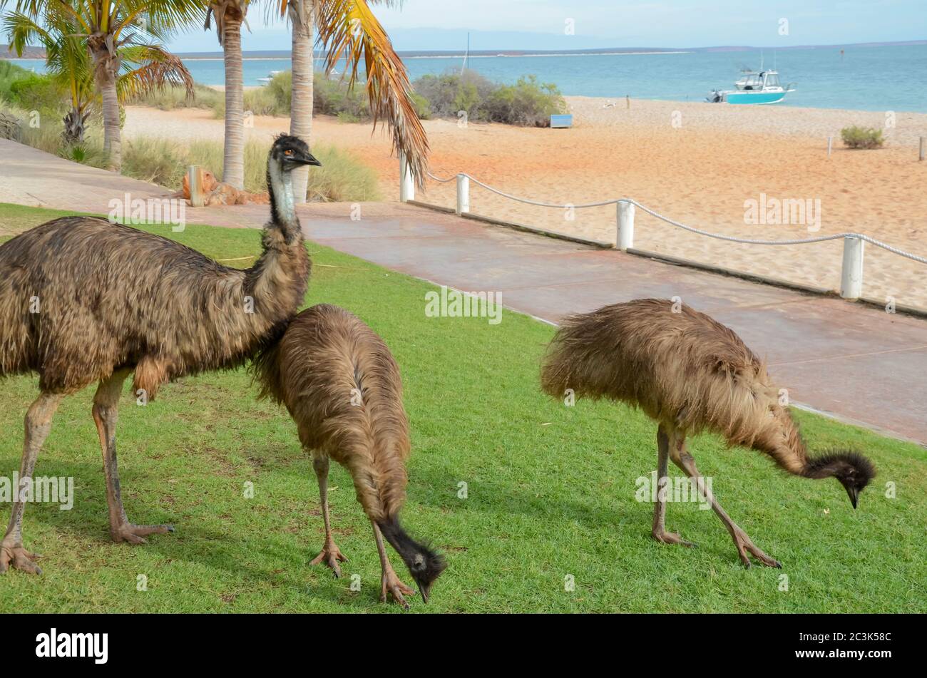 Un maschio maturo e due giovani australiani Emus (Dromaius novaehollandia) in cerca di cibo e acqua a Monkey mia, nella costa settentrionale dell'Australia occidentale. Foto Stock