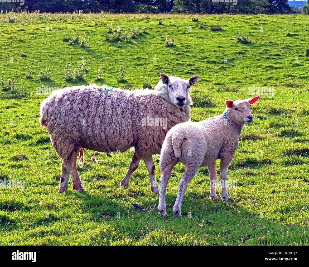 Pecora con un agnello primaverile, campo agricolo, Cheshire, Inghilterra, Regno Unito Foto Stock