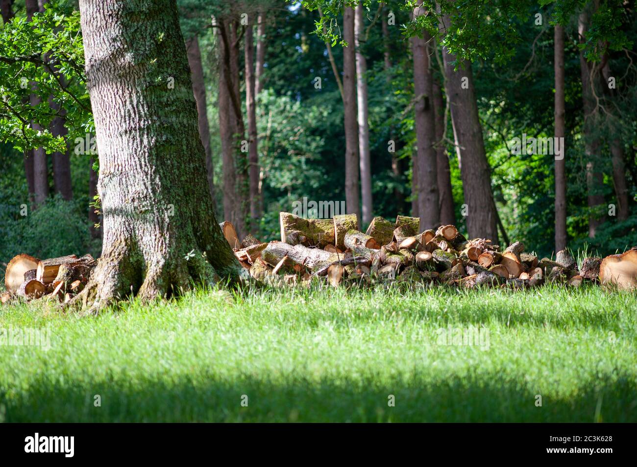 Mucchio di tronchi tritato in bosco Foto Stock