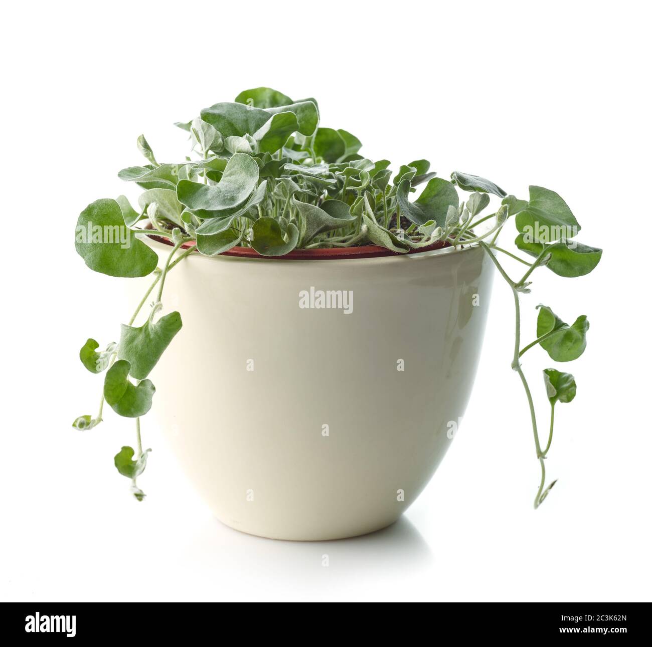 dichondra silver cade pianta in un vaso di fiori bianco isolato su sfondo bianco Foto Stock