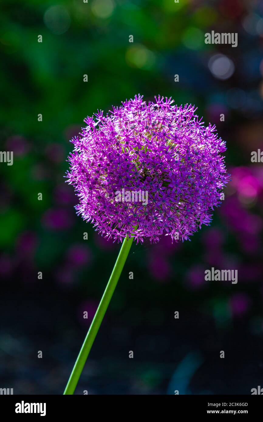 Fiore di palla viola di una pianta di Allium in un giardino canadese occidentale Foto Stock