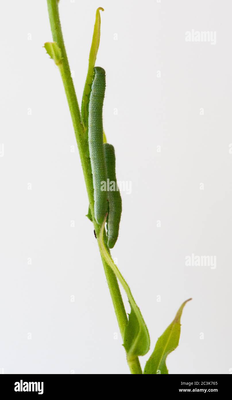 Caterpillars farfalla-punta arancione (cardamines di Anthocaris) su Rocket dolce (hesperis matronalis) usato dalla punta arancione come pianta di alimento in giardini del Regno Unito Foto Stock