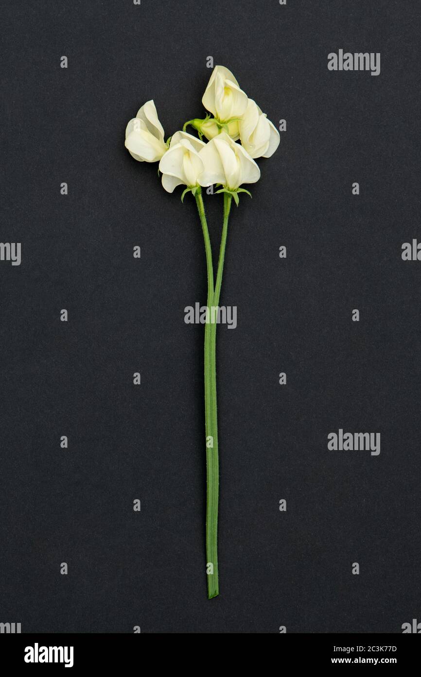 fasciazione di uno stelo di pisello dolce in cui i gambi sono fusi insieme e separati verso la parte superiore con fiori singoli su ogni gambo Foto Stock