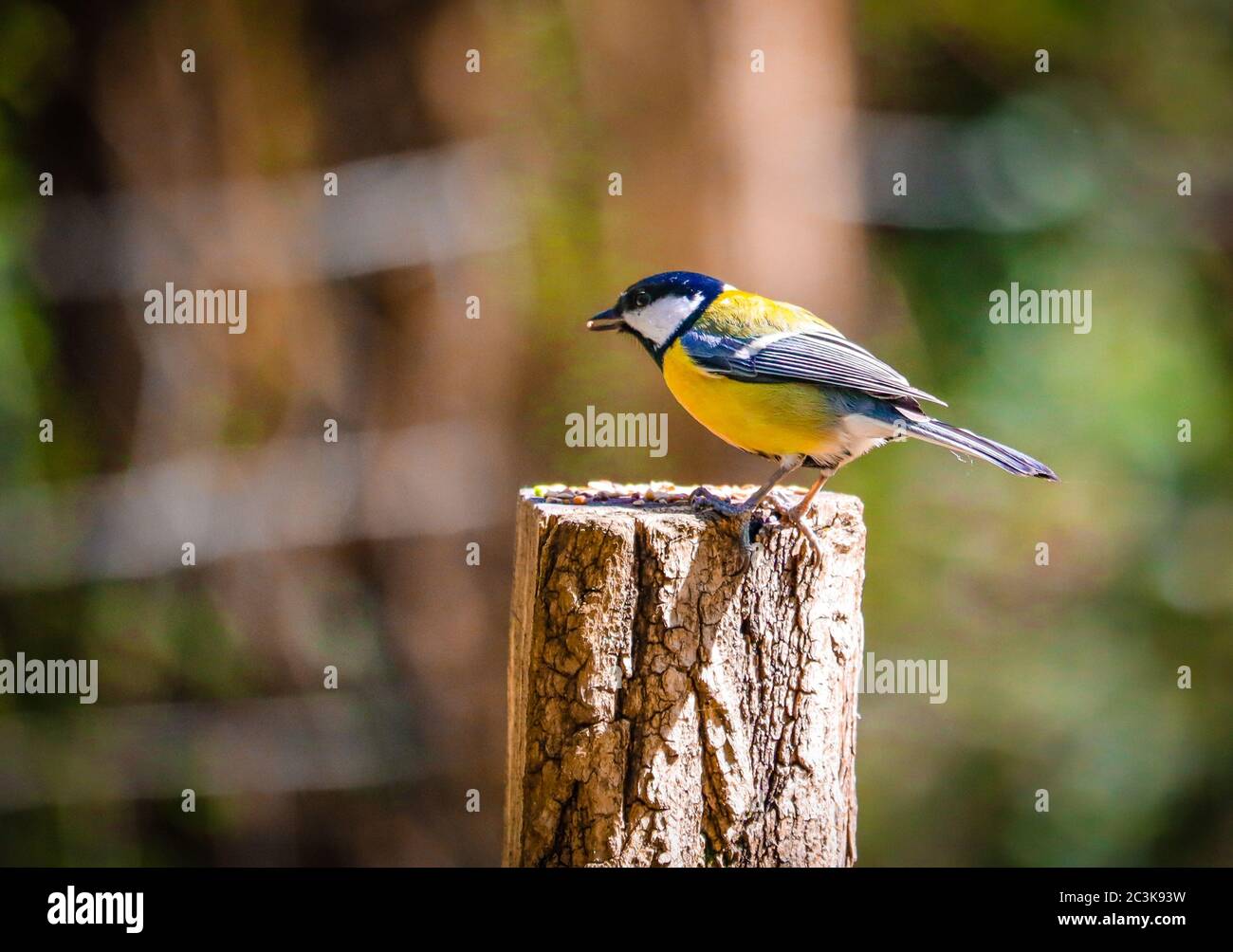 Colpo di closeup di un uccello Flycatcher con voci gialle che perching su moncone isolato su uno sfondo sfocato Foto Stock