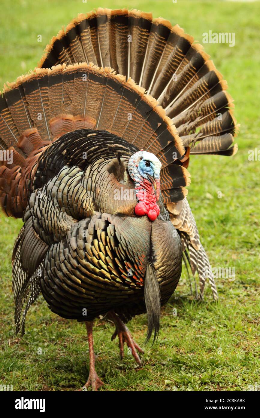 Il doppio ventilatore di un paio di Wild Turkeys durante le esposizioni di corteggiamento. Foto Stock