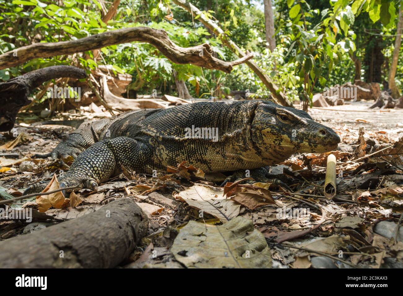 Comune enorme acqua monitor, varanus salvator lucertola nella giungla, foresta, boschi, thailandia, pavimento pieno di foglie Foto Stock