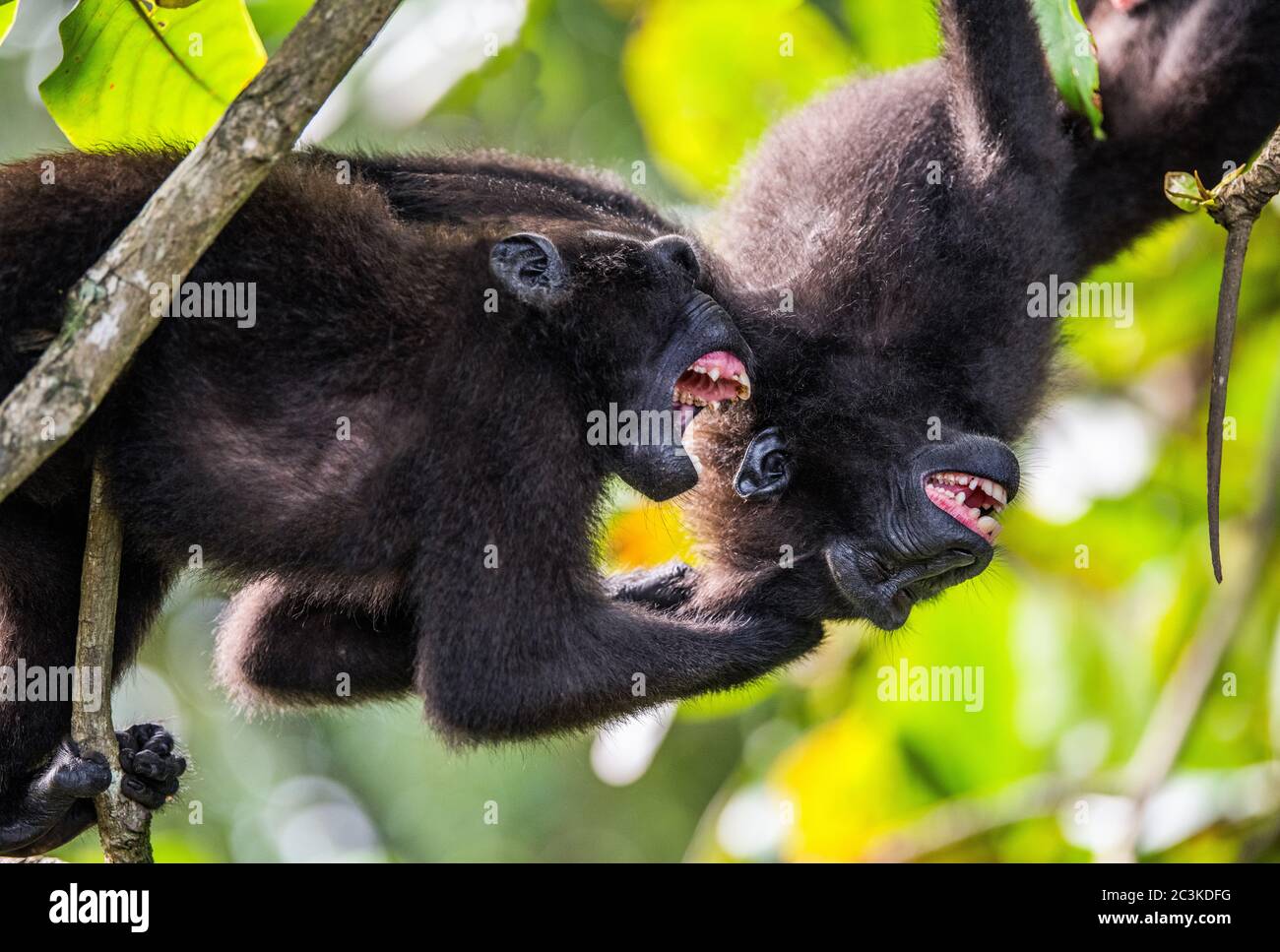 Lotta di scimmie. Le Celebes macachi crestati, macaco nero crestato, macaco crestato Sulawesi. Natura selvaggia, habitat naturale Foto Stock