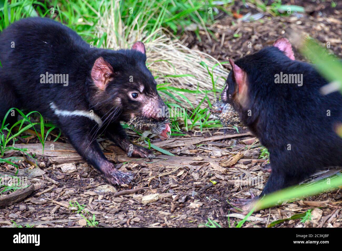 Il diavolo della Tasmania si levano in piedi fuori Foto Stock