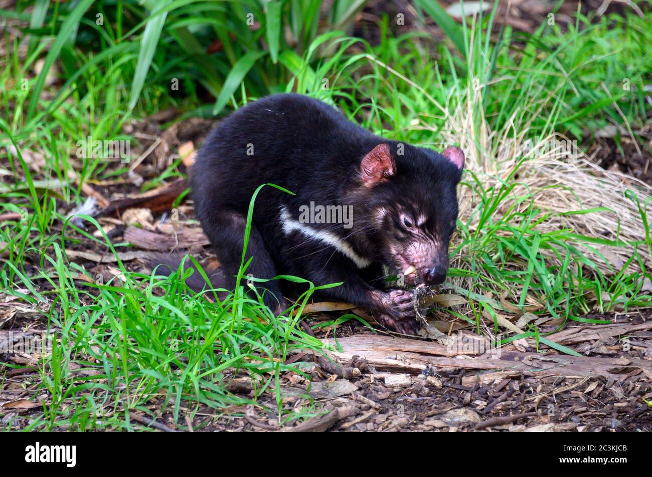 Tasmanian Devil che snacking sul suo pasto Foto Stock