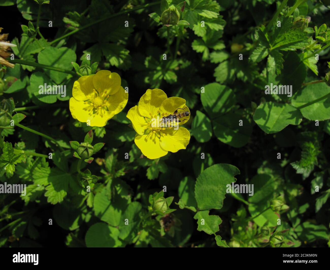 Due fiori gialli in giardino al sole giorno di primavera a Gilan, Iran. Fiore di primavera con un insetto su sfondo verde. Primo piano di palude crowfoot Floe Foto Stock