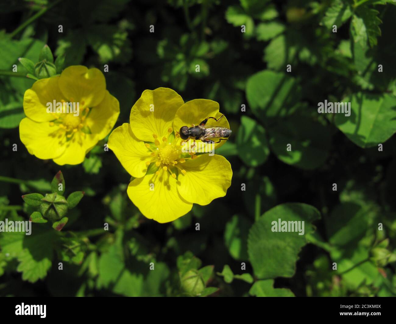 Primo piano di Ranunculus asiaticus fiore con un insetto su sfondo verde. Fiore di palude a piede di corona, alaleh iraniano o alaleh persiano (Ranunculus asiat Foto Stock