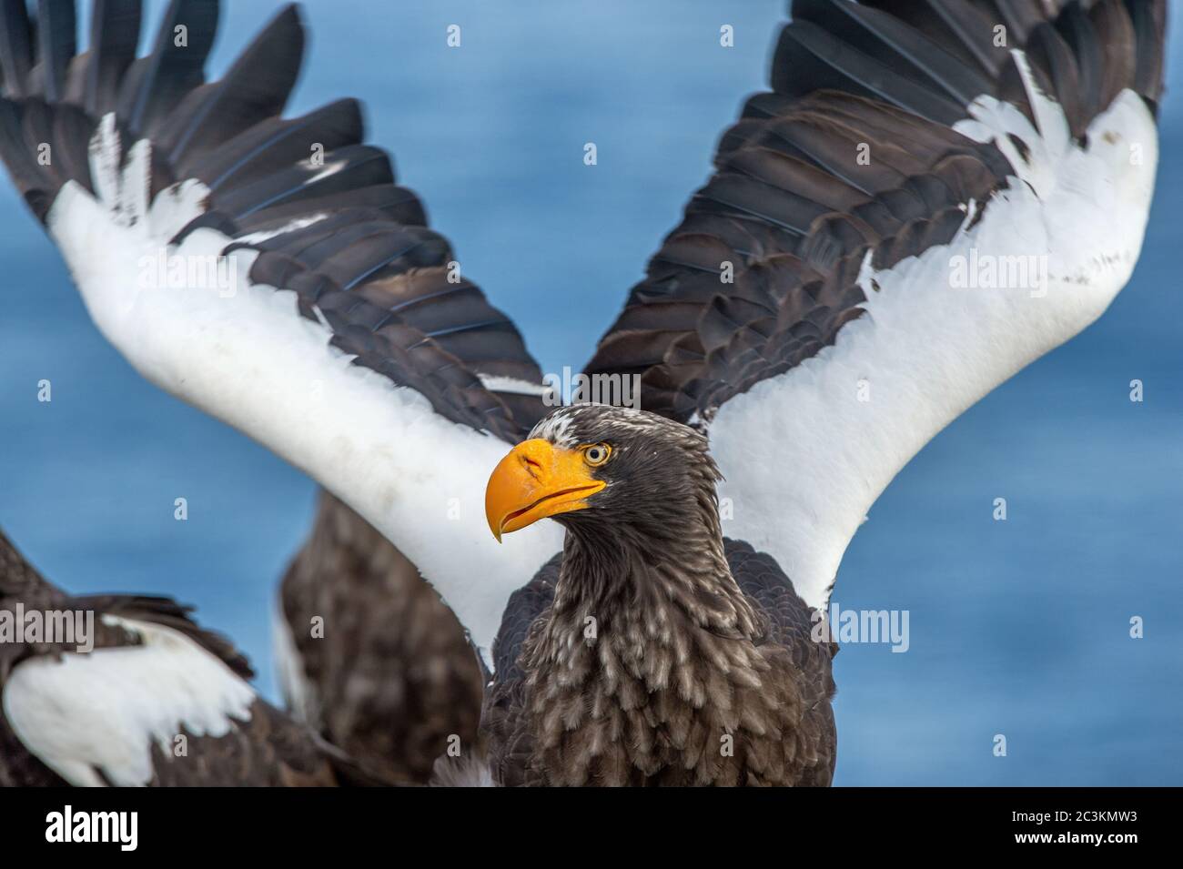 L'aquila di mare Steller`s per adulti si stese le ali. Vista frontale, primo piano ritratto dell'aquila marina di Steller per adulti. Nome scientifico: Haliaetus pelagicus. . Blu Foto Stock