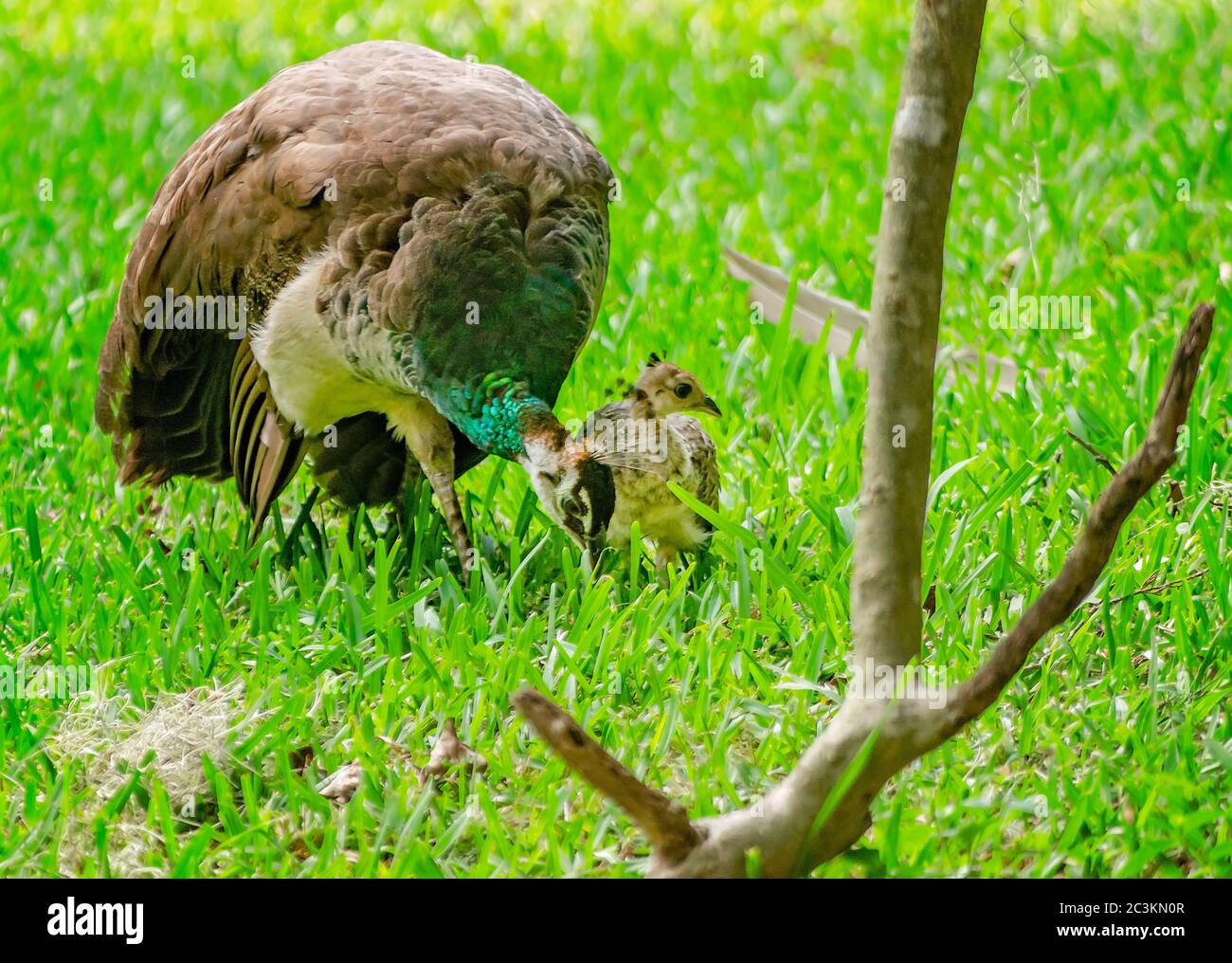 Un peahen indiano invecchia con il suo picchiaduro al Parco archeologico della Fontana della Gioventù di Ponce de Leon, 6 settembre 2019, a St. Augustine, Florida. Foto Stock