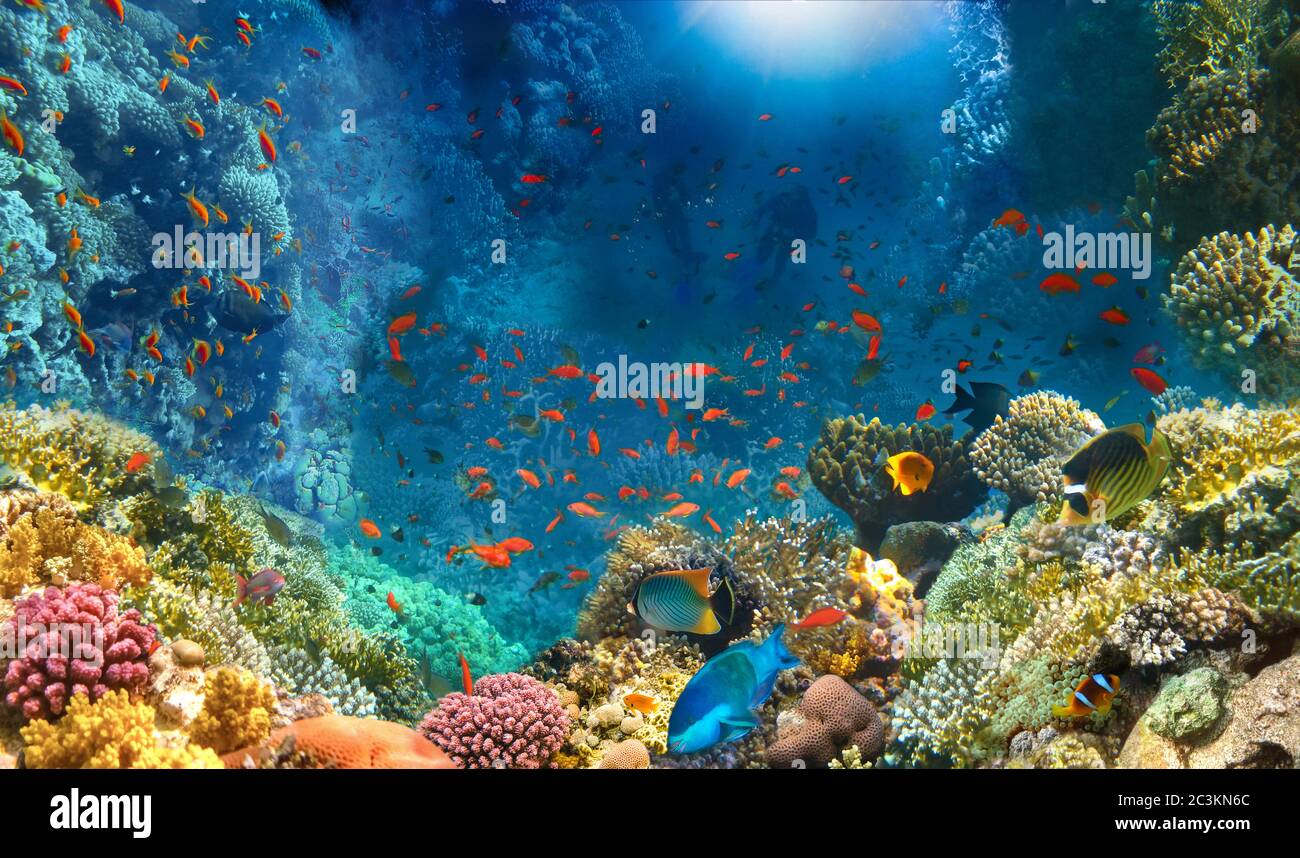 Gruppo di subacquei che esplorano la barriera corallina. Sport subacquei e vacanza tropicale. Foto Stock