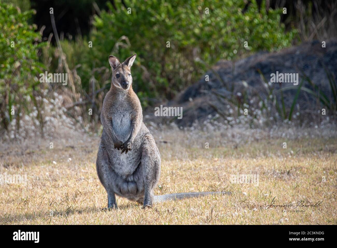 Un grande wallaby maschio di Bennett in allerta, King Island, Tasmania, Australia Foto Stock