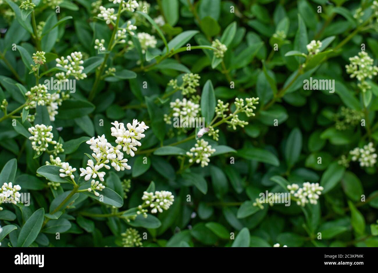 primo piano di una infiorescenza in una siepe privata con germogli e fiori bianchi Foto Stock