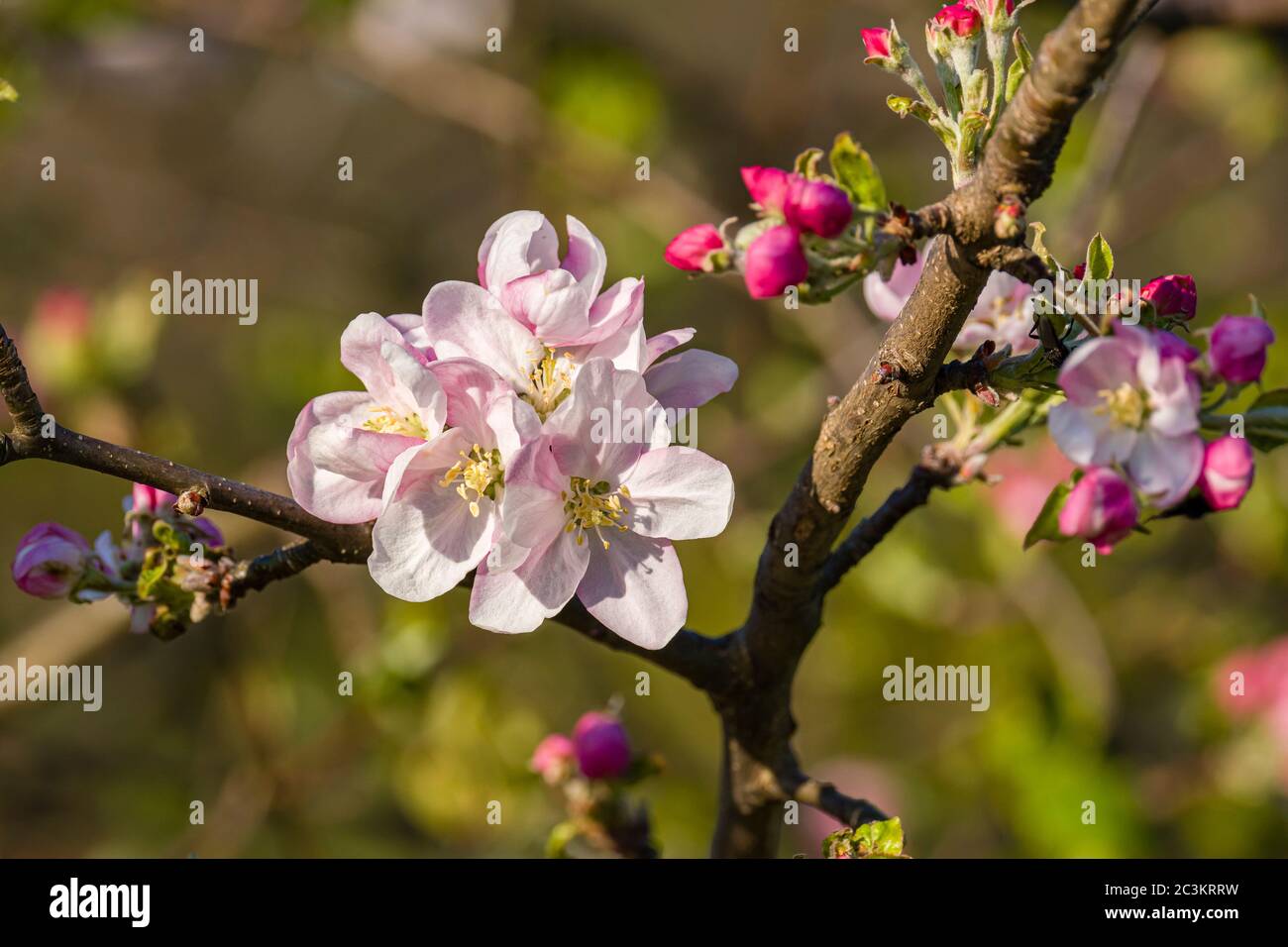 Fioritura di un albero di mela Foto Stock