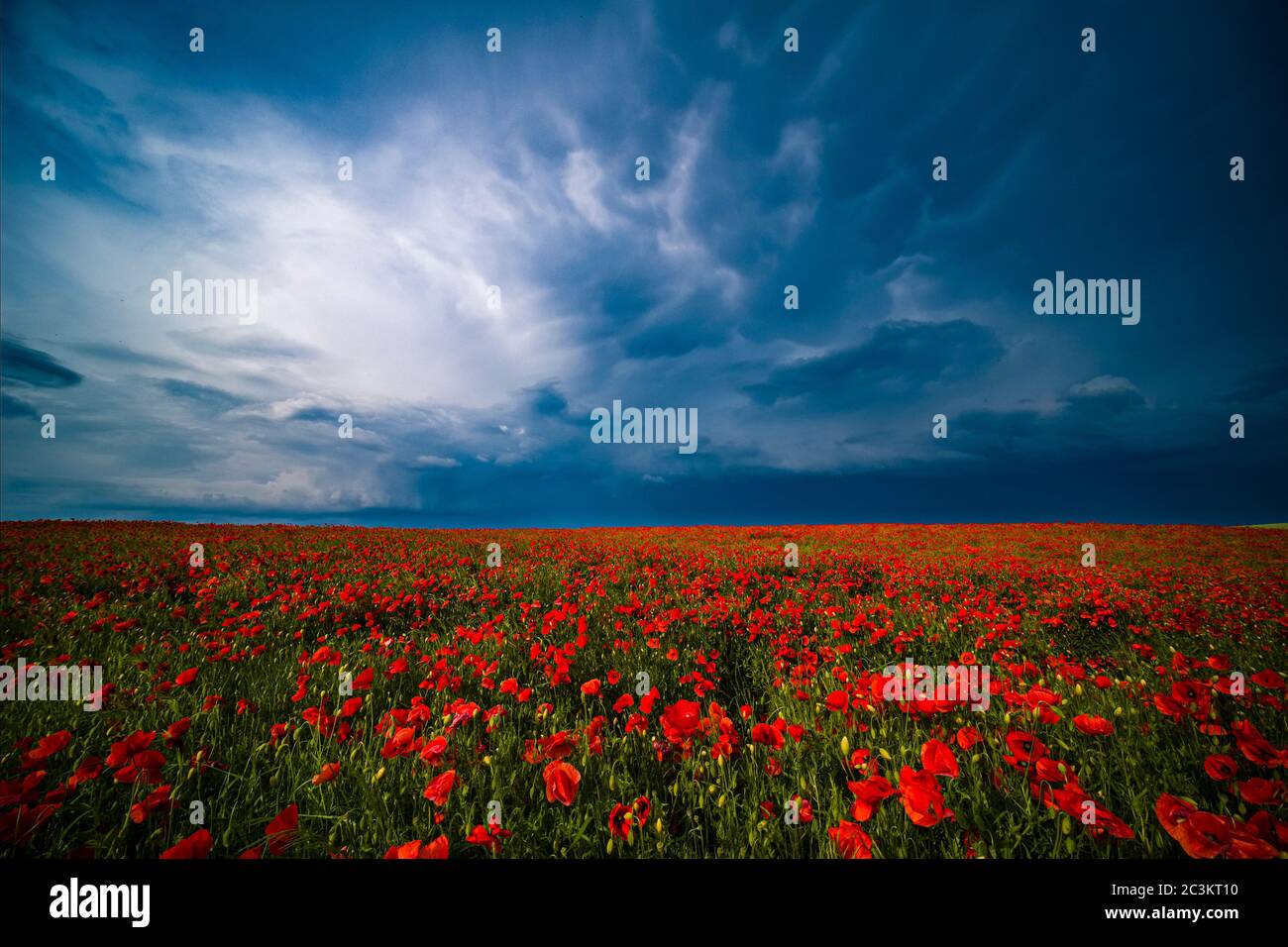 Un grande campo di papavero rosso in fiore (Papaveroideae), nubi oscure temporale in movimento Foto Stock