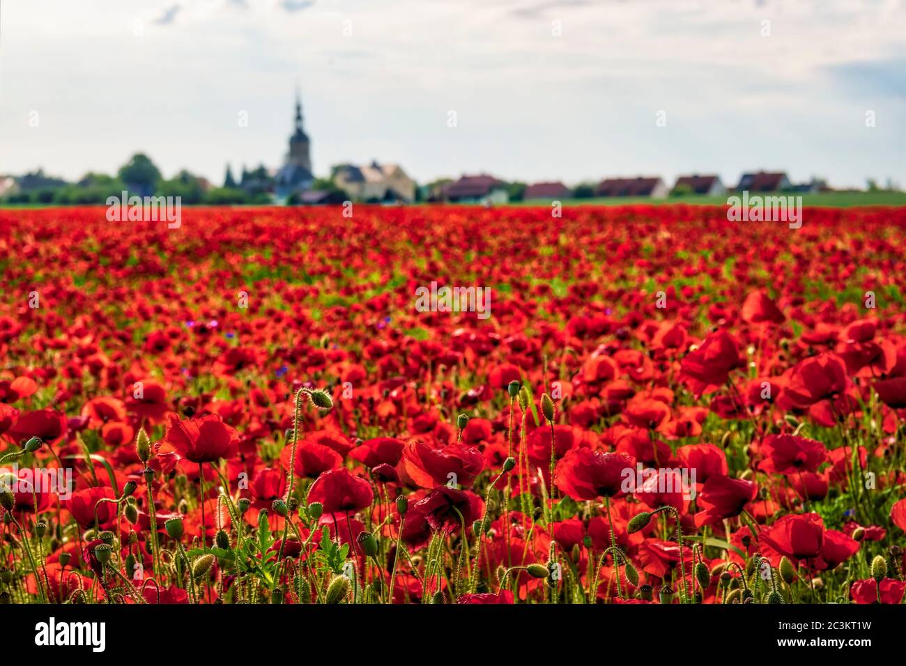 Un grande campo di papavero rosso in fiore (Papaveroideae), un villaggio in lontananza Foto Stock