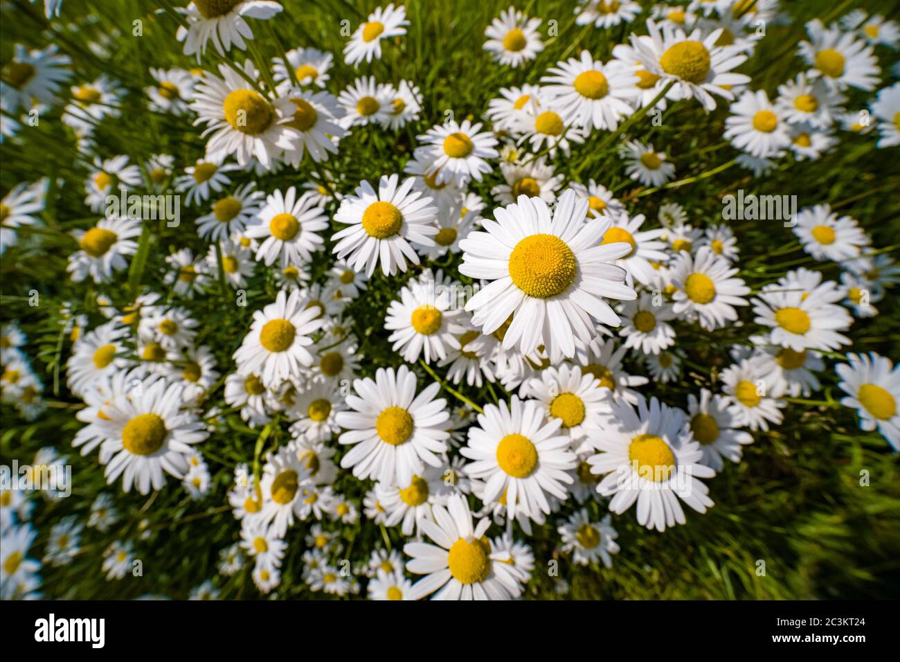 Fioritura di buoi-occhio daisy, occhio di bue daisy, cane daisy (Leucanthemum vulgare) fiori Foto Stock