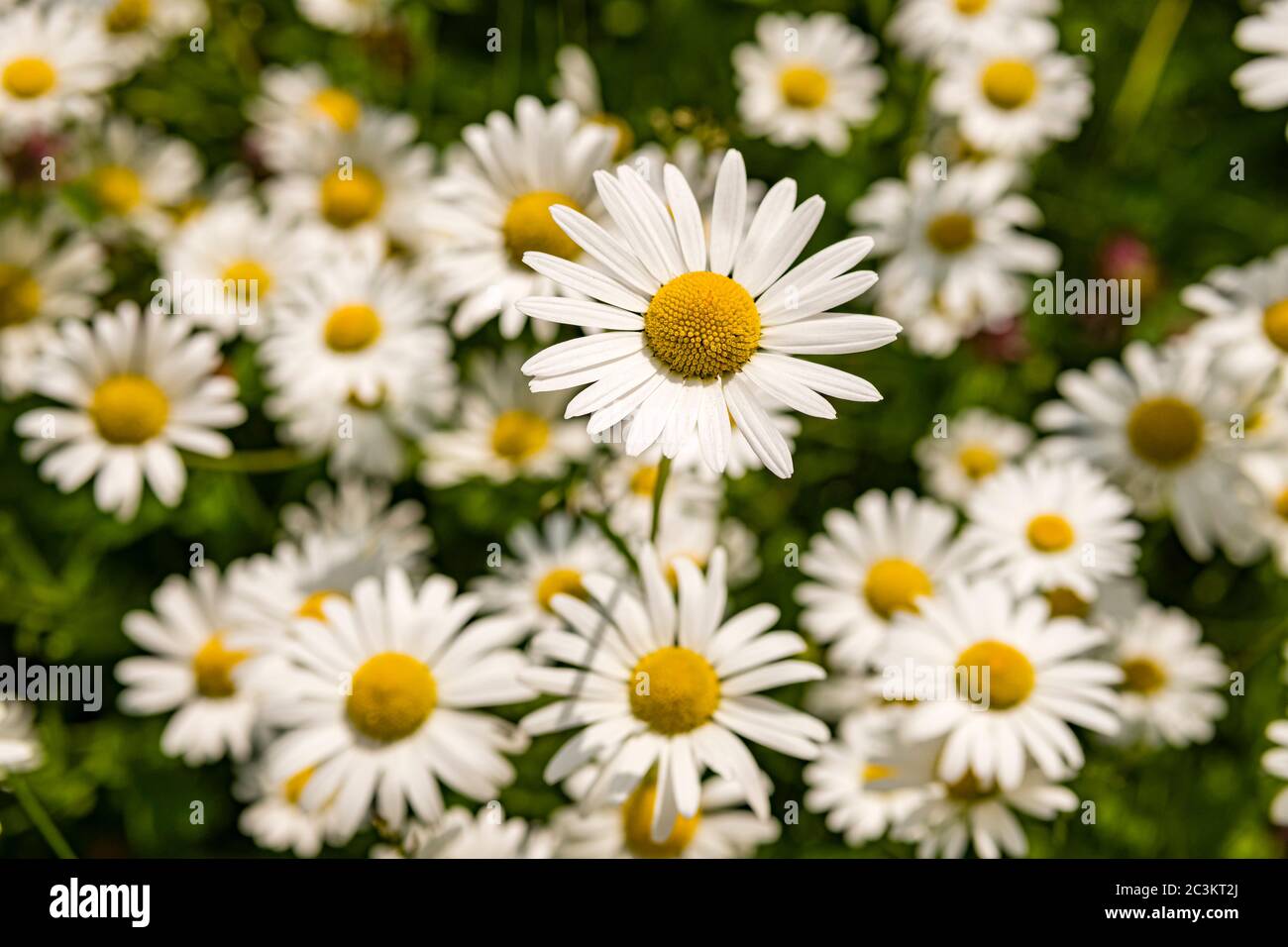 Fioritura di buoi-occhio daisy, occhio di bue daisy, cane daisy (Leucanthemum vulgare) fiori Foto Stock