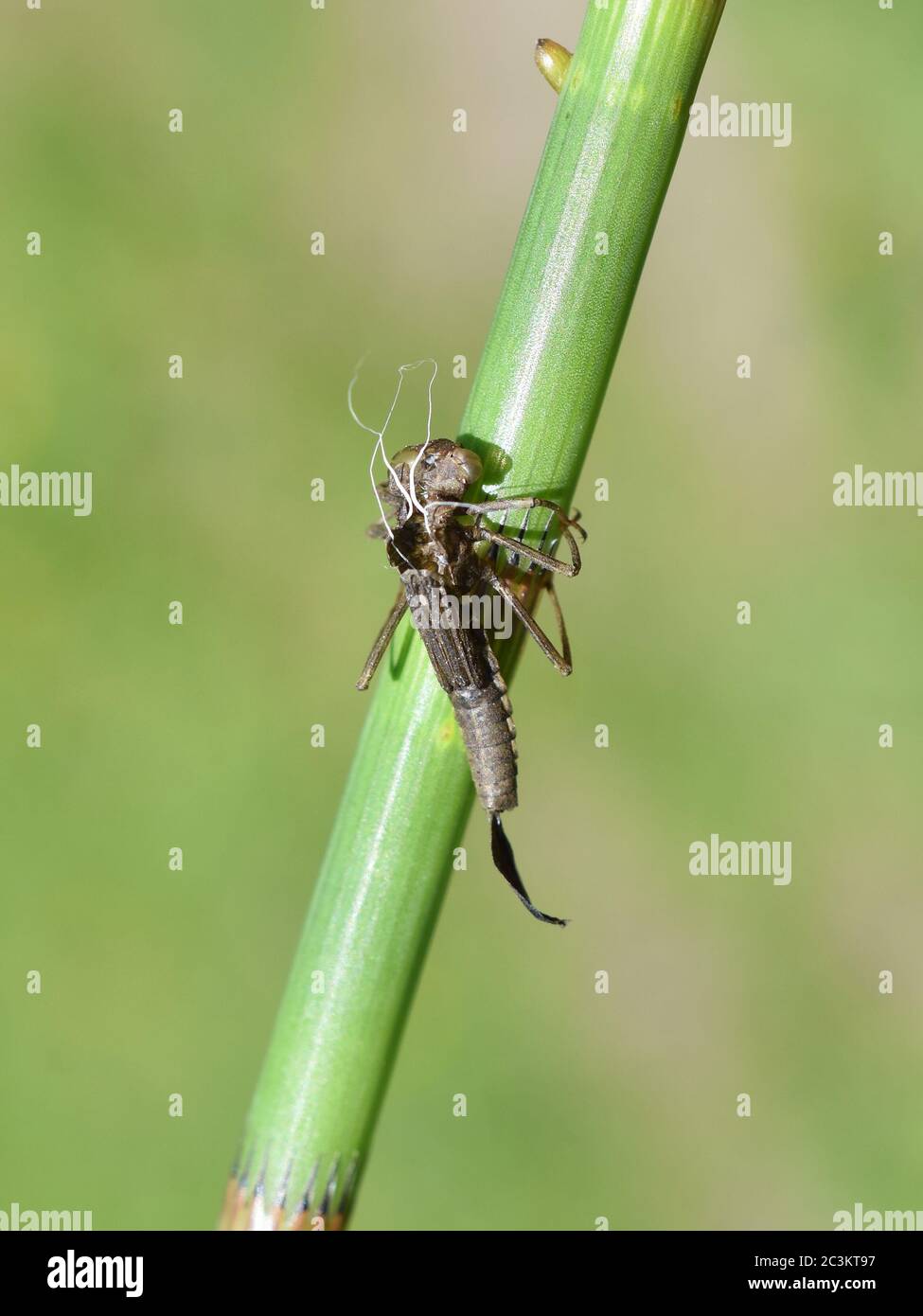 La pelle secca vuota della ninfa da Damselfly attaccata ad uno stelo della pianta del horsetail Foto Stock