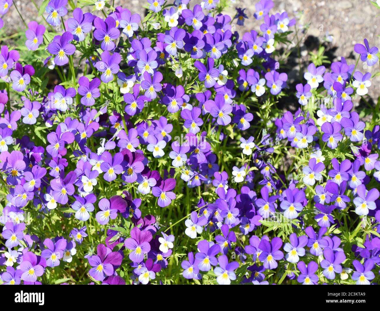 Viola pansy selvatico fiori tricolore viola in giardino Foto Stock