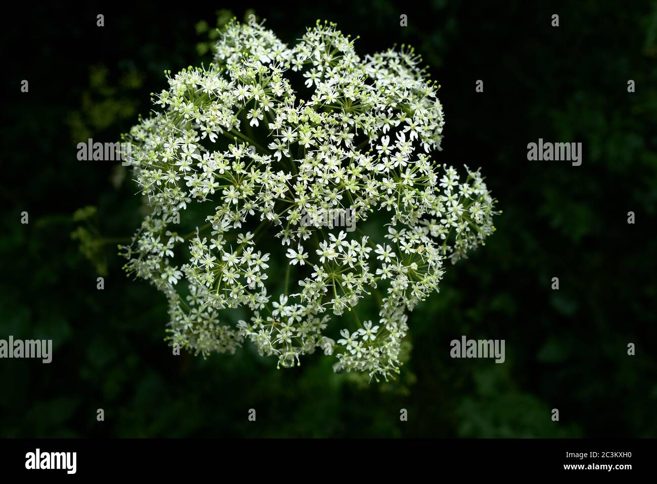 Fiori bianchi dell'arbusto di hogweed (shondylium di heracleum). Foto Stock