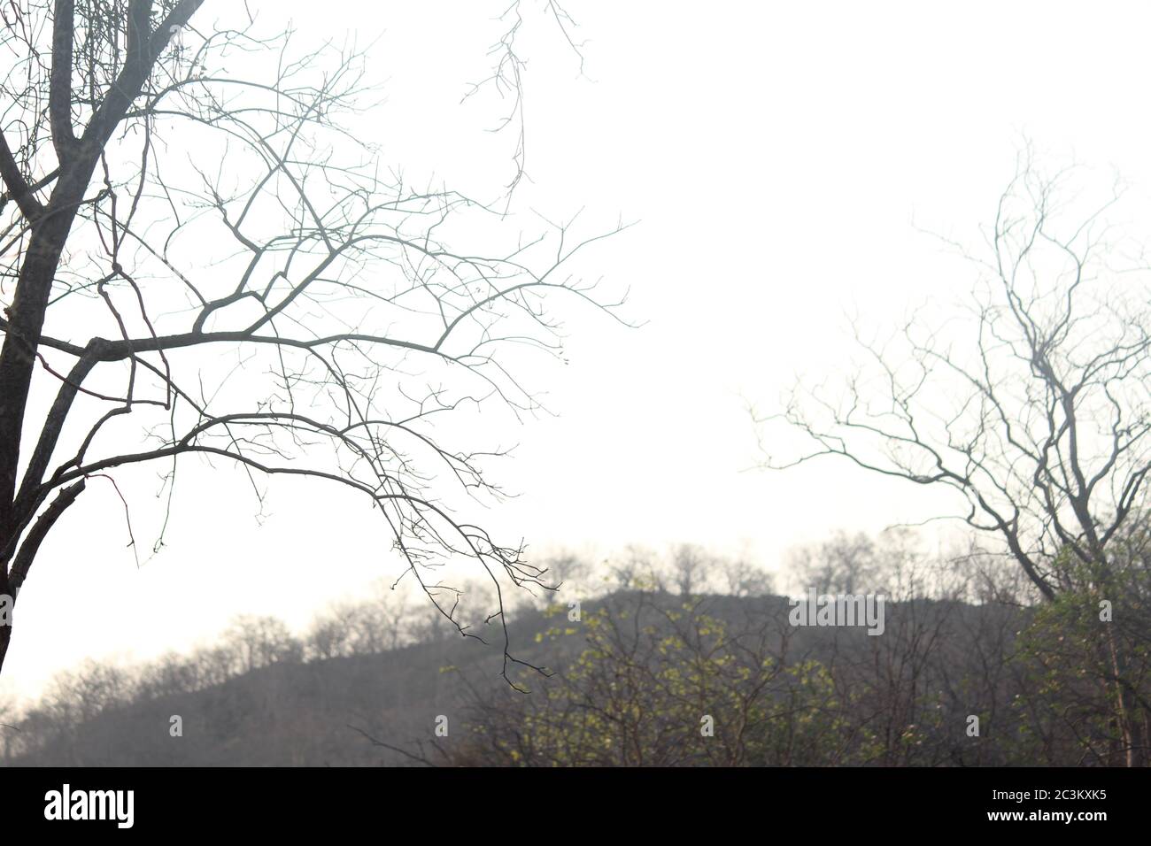 rami di un albero nella foresta, sullo sfondo come nebbia. Foto Stock