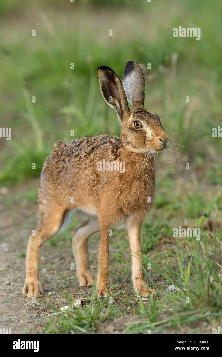 Lepre marrone Lepus europaeus in una posizione di allarme sulla campagna Norfolk, Regno Unito Foto Stock