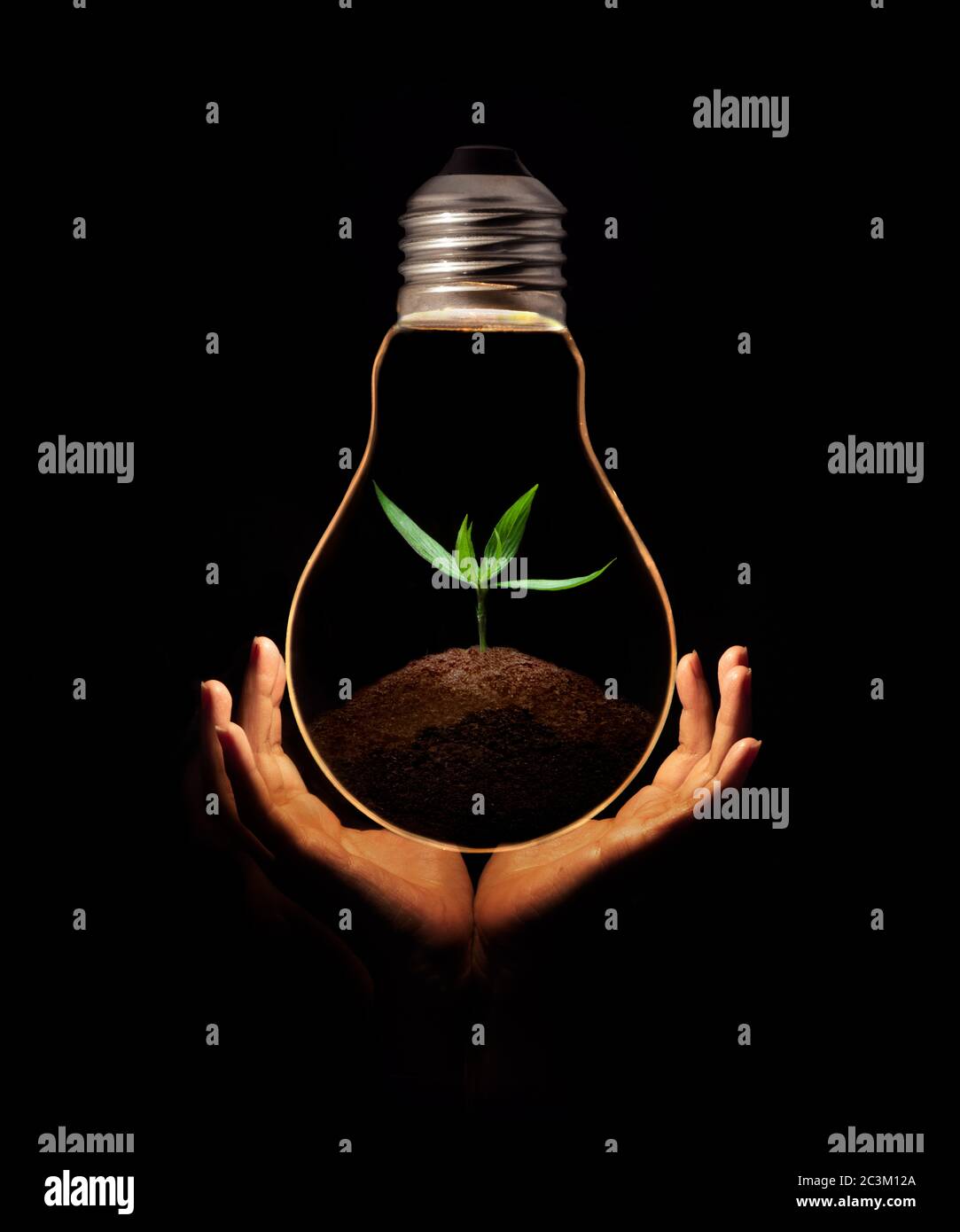 mano che tiene una lampadina con foglie verdi fresche all'interno, isolato su sfondo nero. Foto Stock