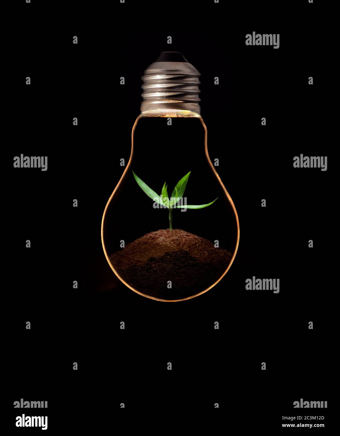 Una lampadina con foglie verdi fresche all'interno, isolata su sfondo nero. Foto Stock