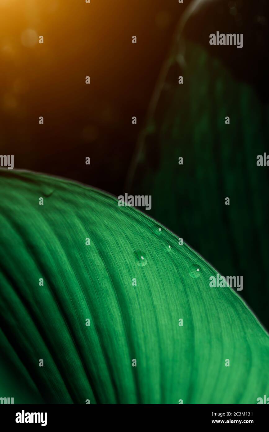 primo piano goccia d'acqua su verde lussureggiante fogliame nella foresta pluviale, sfondo natura, processo di tonalità scure Foto Stock