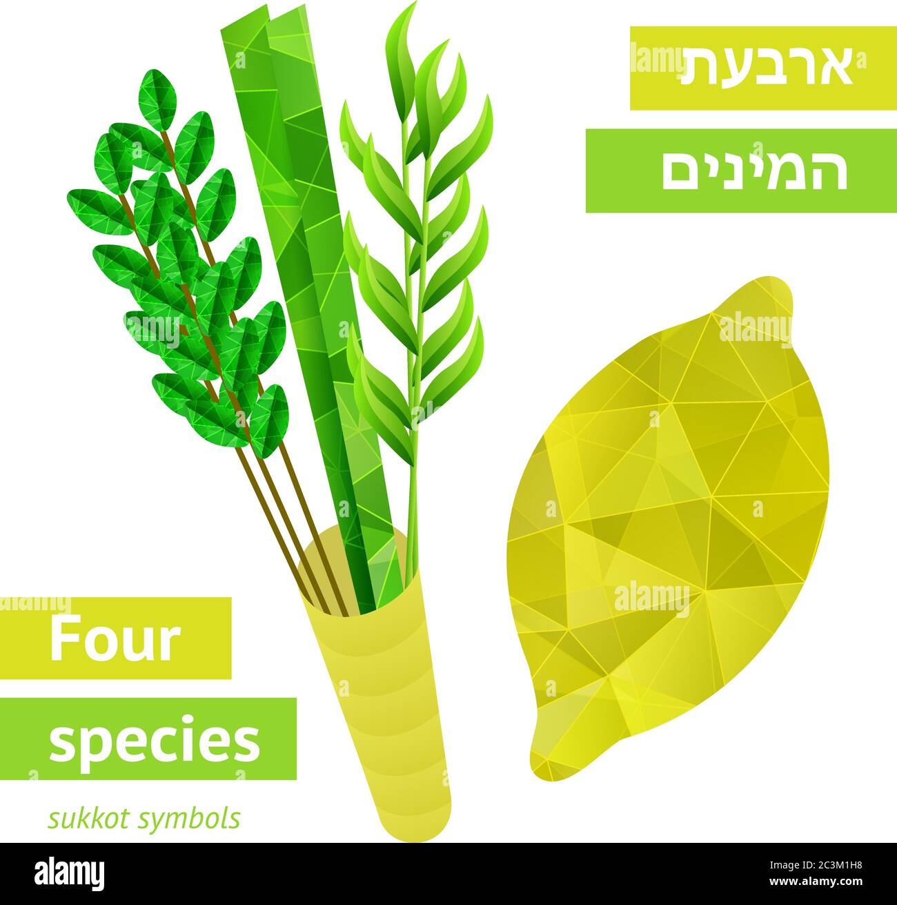 Quattro specie - palma, salice, mirto, etrog - simboli di Sukkot festa ebraica. Illustrazione vettoriale. Illustrazione Vettoriale
