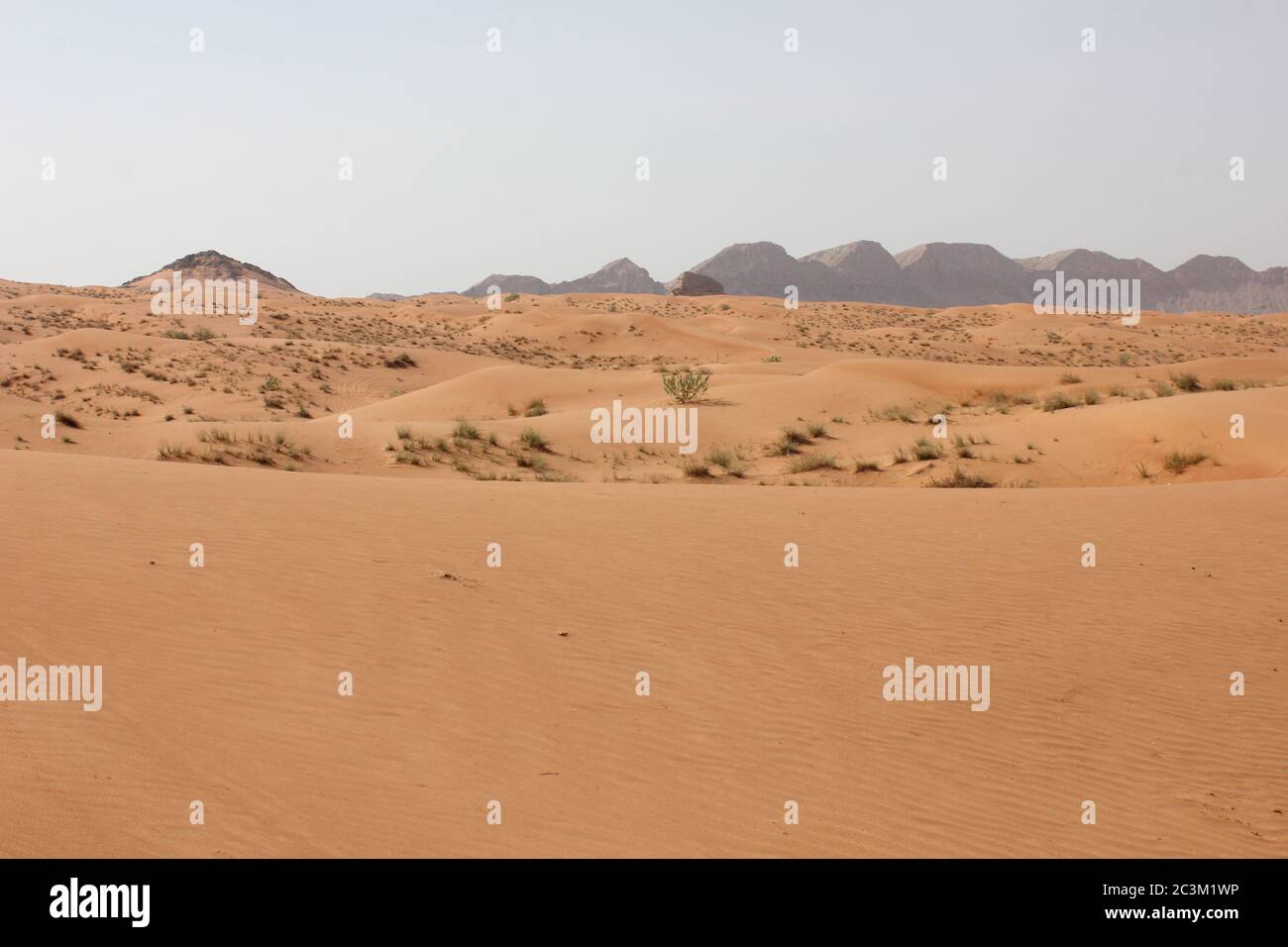 Ecosistema delle dune di sabbia del deserto arabo. L'azione del vento cambia costantemente le dimensioni delle dune belle e incontaminate. Foto Stock