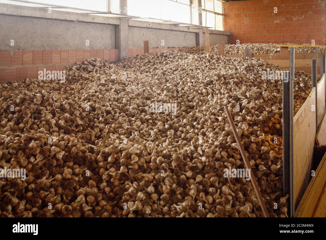 Italia Emilia Romagna - Ducentola di Voghiera (FE) - Azienda agricola aglio del Nonno - lavorazione e produzione di aglio DOP Voghiera Foto Stock