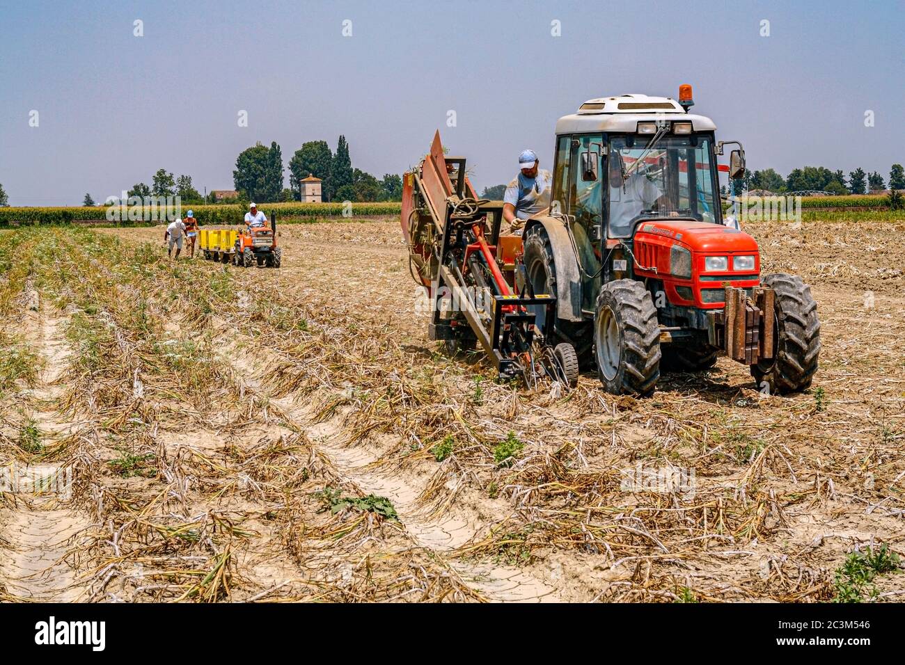 Italia Emilia Romagna - Ducentola di Voghiera (FE) - Azienda agricola aglio del Nonno - lavorazione e produzione di aglio DOP Voghiera Foto Stock