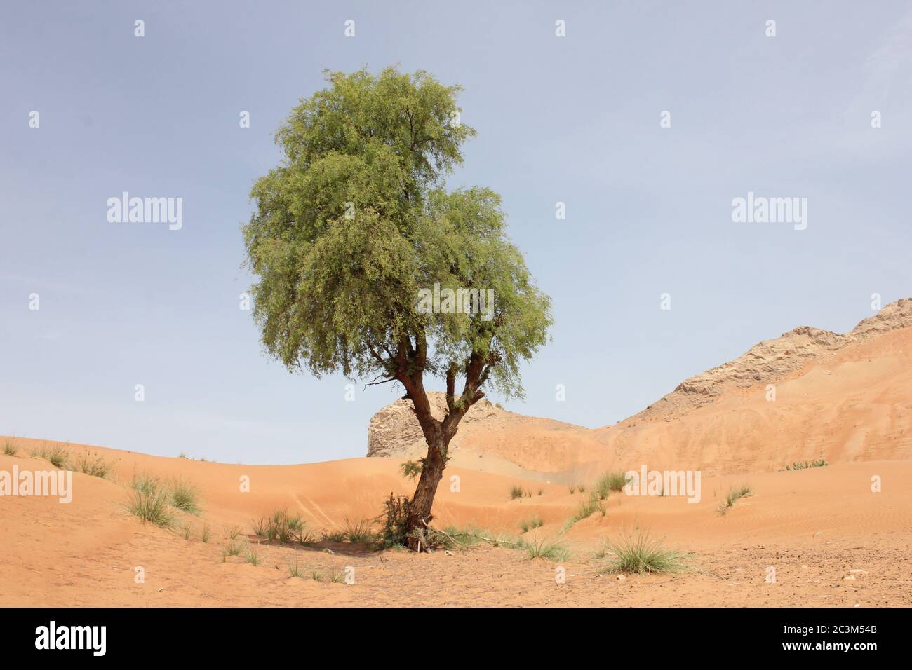 L'albero 'Ghaf' (Prosopis cineraria), resistente alla siccità e sempreverde, si trova in una zona di sabbia arida nel deserto in Medio Oriente. Foto Stock