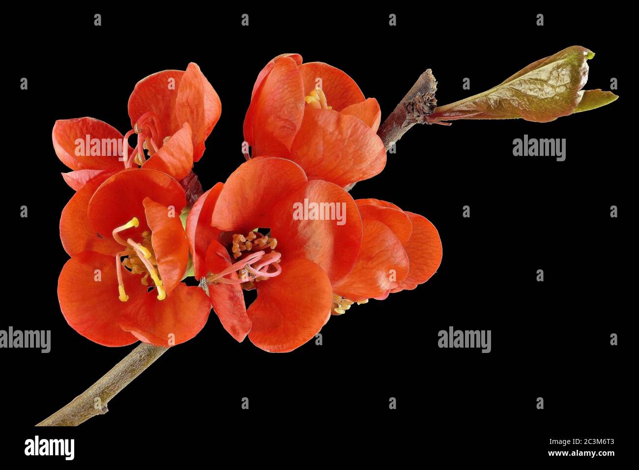 Cotogna ornamentale giapponese - Chaenomeles japonica - con sfondo nero, da sinistra Foto Stock