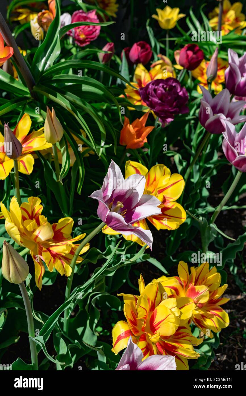 Mazzo di fiori tulipani colorati in un giardino in estate, Germania Foto Stock