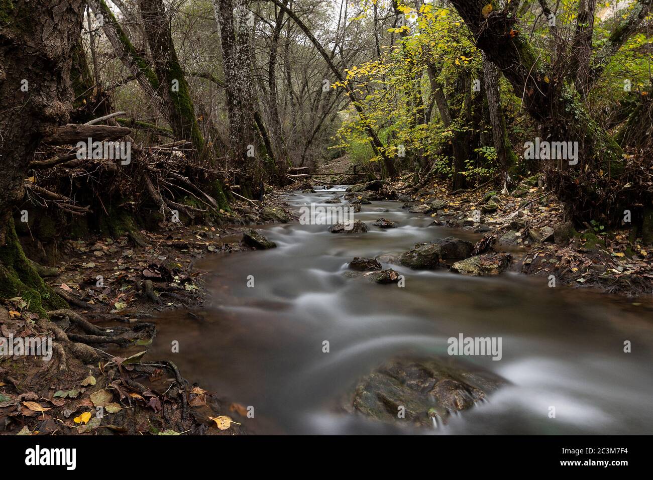 Fiume attraverso la foresta con lungo effetto di esposizione. Foto Stock